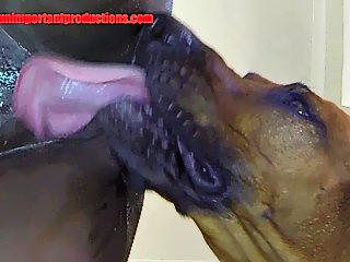 Dog And Grillxxxvideos - Dog Sex - Free Porn