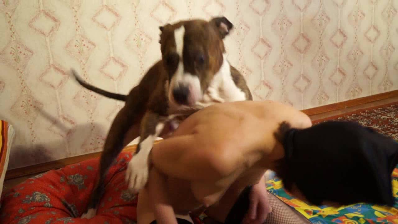 Dog Sex &raquo; Dog fucks kneeling teen quickly and very hard several times