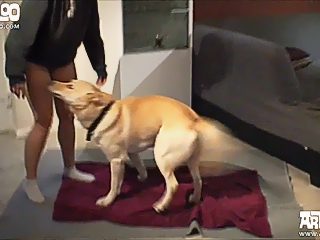 Dog fucks kneeling danish wife