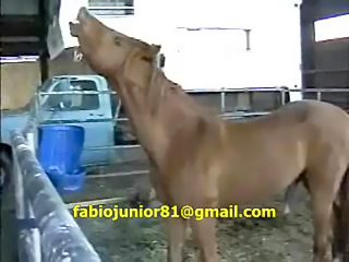 Horse sex
