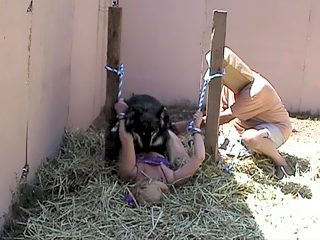 Yard dog fucks female prisoner chained to poles in the backyard