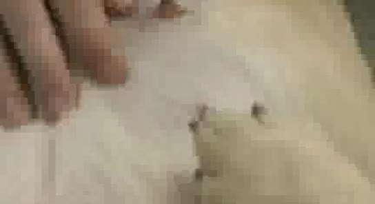 Dog Sex » Man Fucks Dog