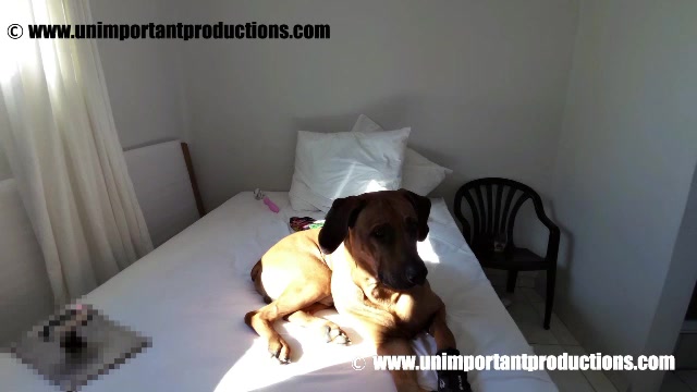 Dog Sex » 