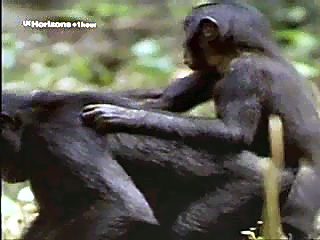 monkey sex at forest