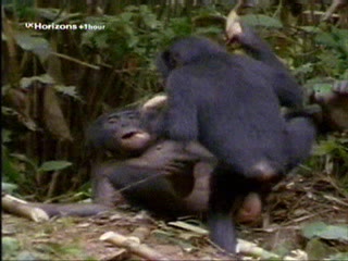 Monkhi And Girls Xxx Com - Dog Sex Â» monkey sex at forest