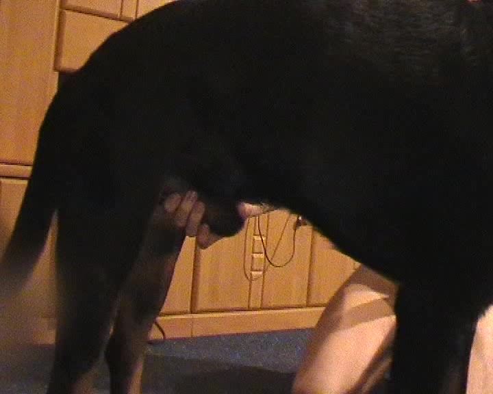 Dog Sex » Active dog fucking boy in the ass at home